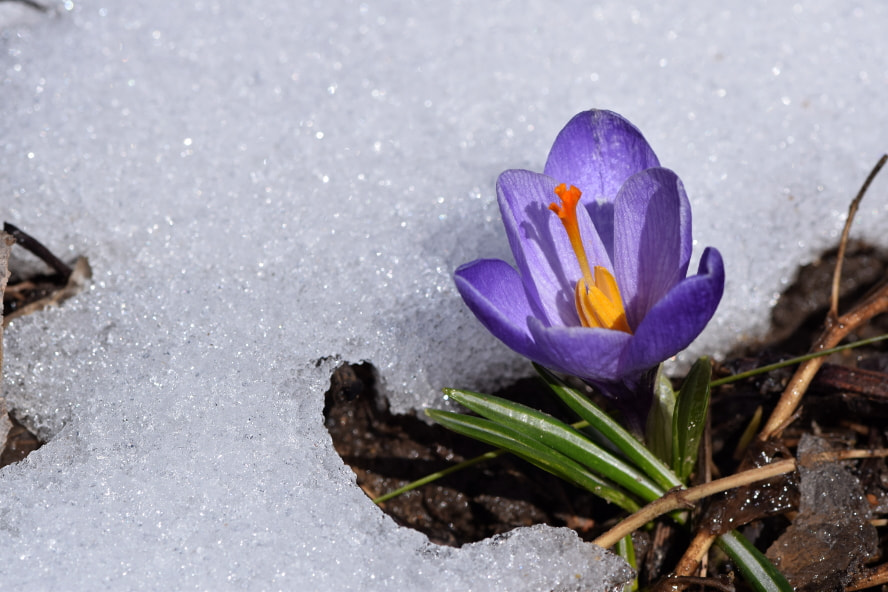 Nikon AF-S Micro-Nikkor 105mm F2.8G IF-ED VR sample photo. Crocus photography