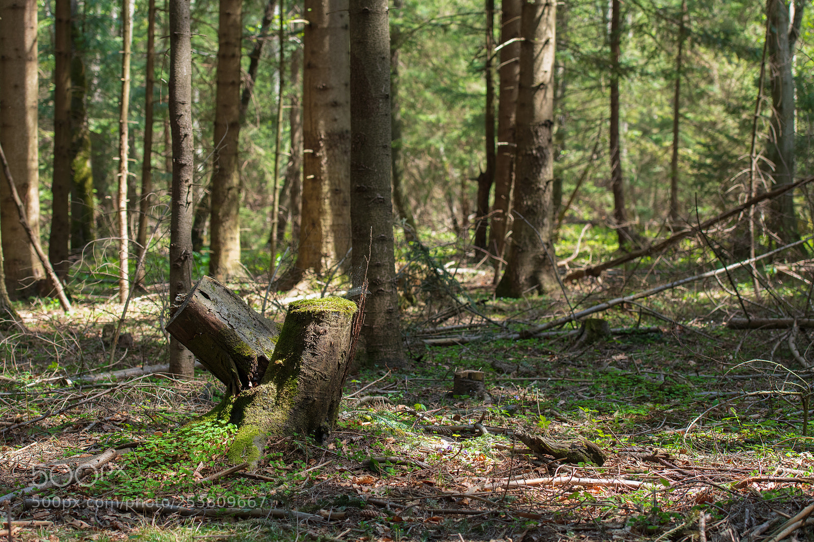 Nikon D850 sample photo. Forest photography
