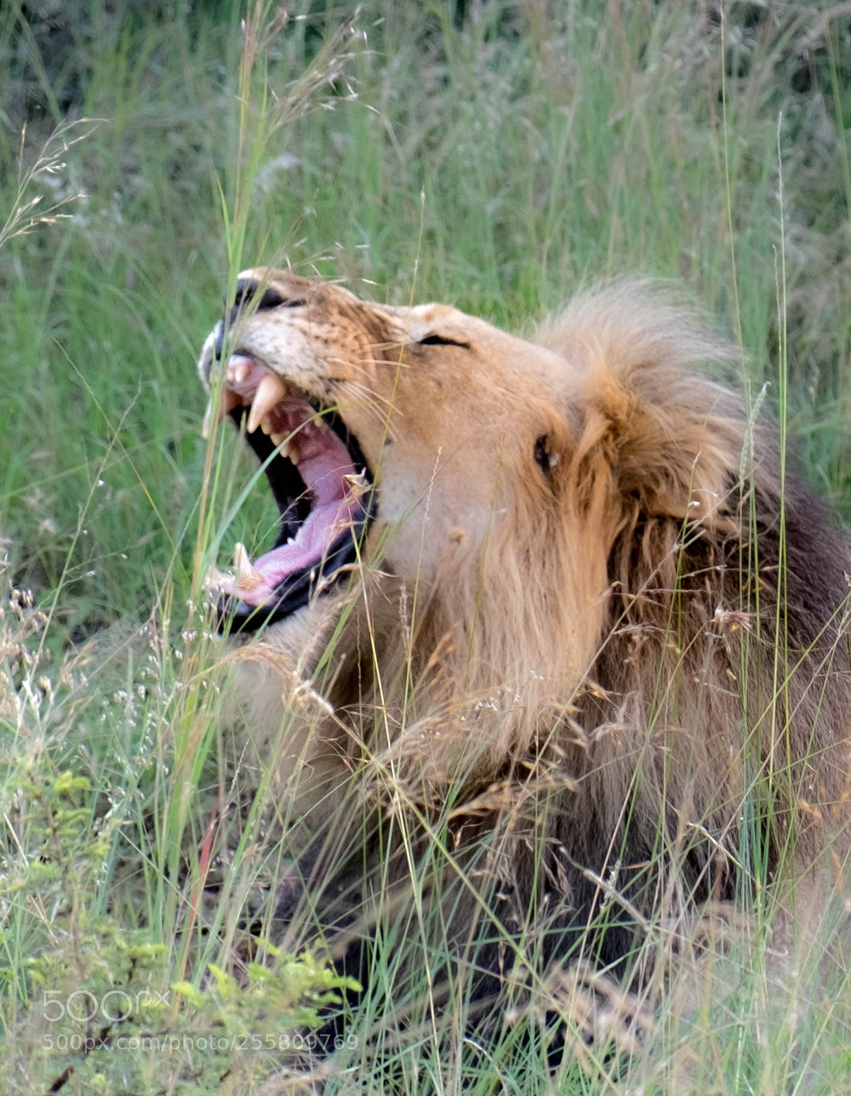 Fujifilm X-T10 sample photo. Lion in entabeni reserve photography