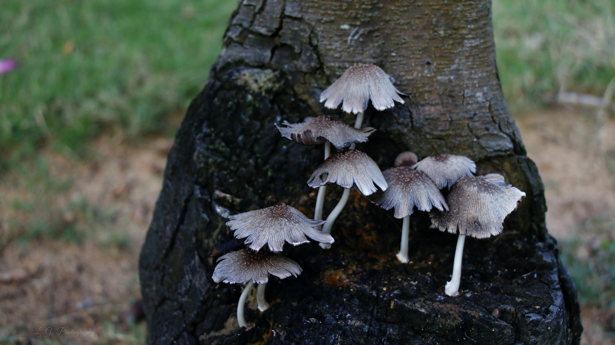 Canon EOS 760D (EOS Rebel T6s / EOS 8000D) sample photo. Mushroom... photography