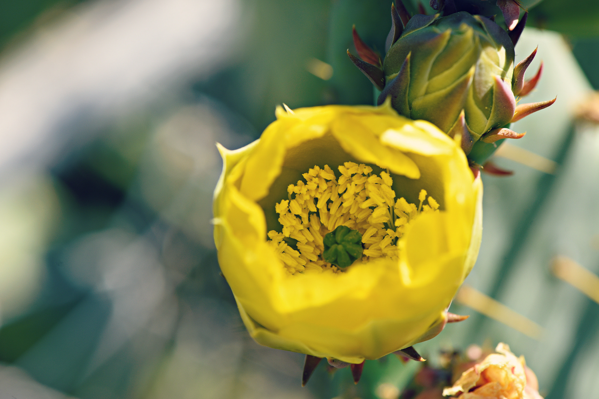 Nikon AF-S Micro-Nikkor 105mm F2.8G IF-ED VR sample photo. Nopales photography