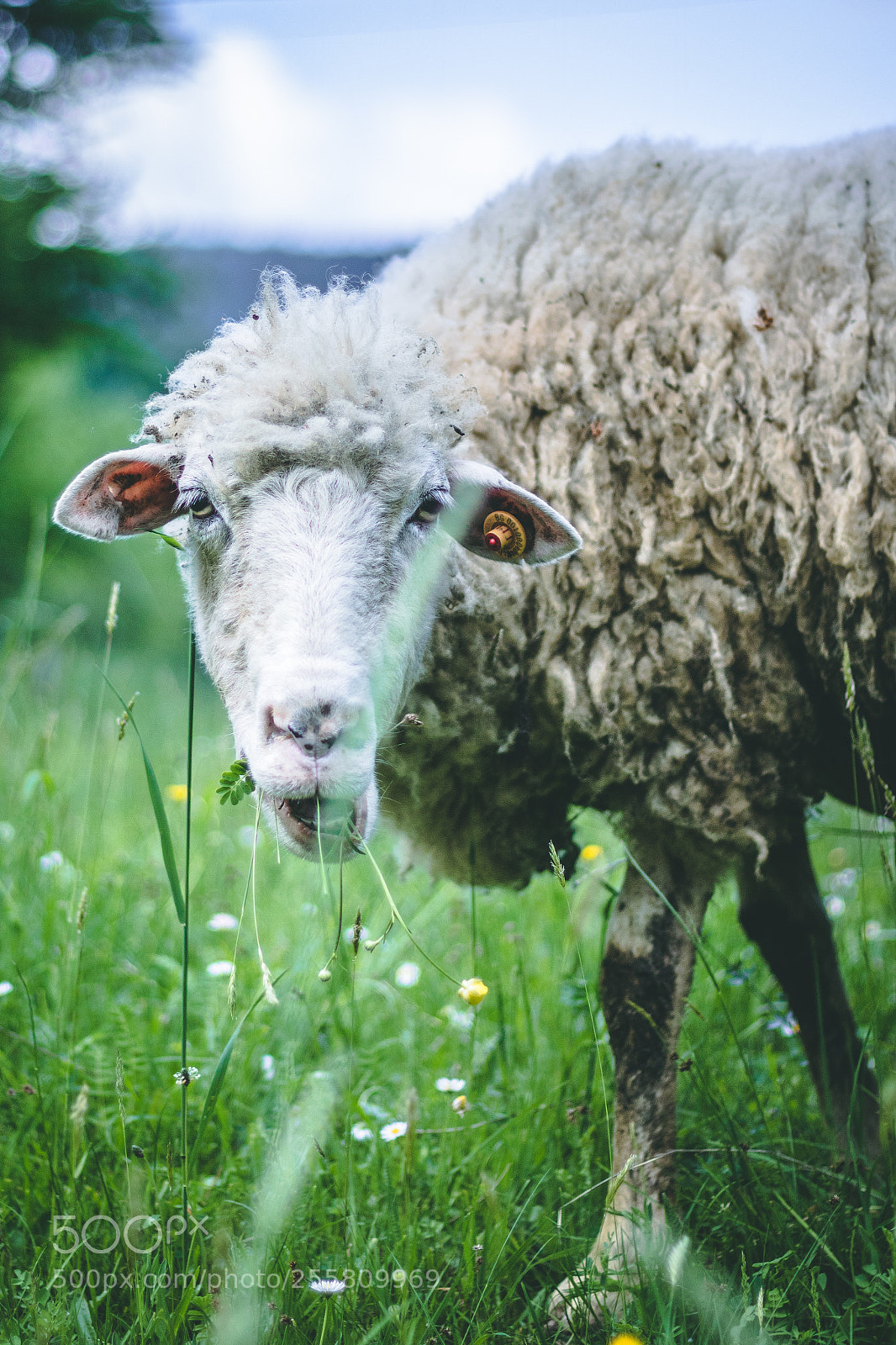 Canon EOS 760D (EOS Rebel T6s / EOS 8000D) sample photo. Draw me a... sheep photography