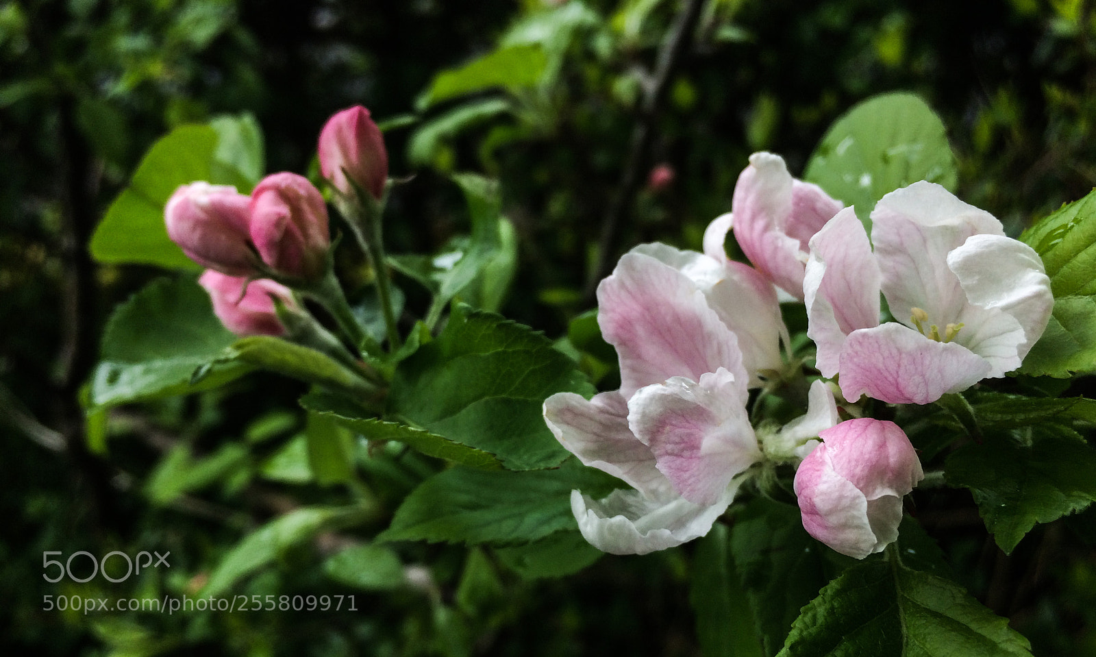 Apple iPhone 5s sample photo. Apple blossom photography