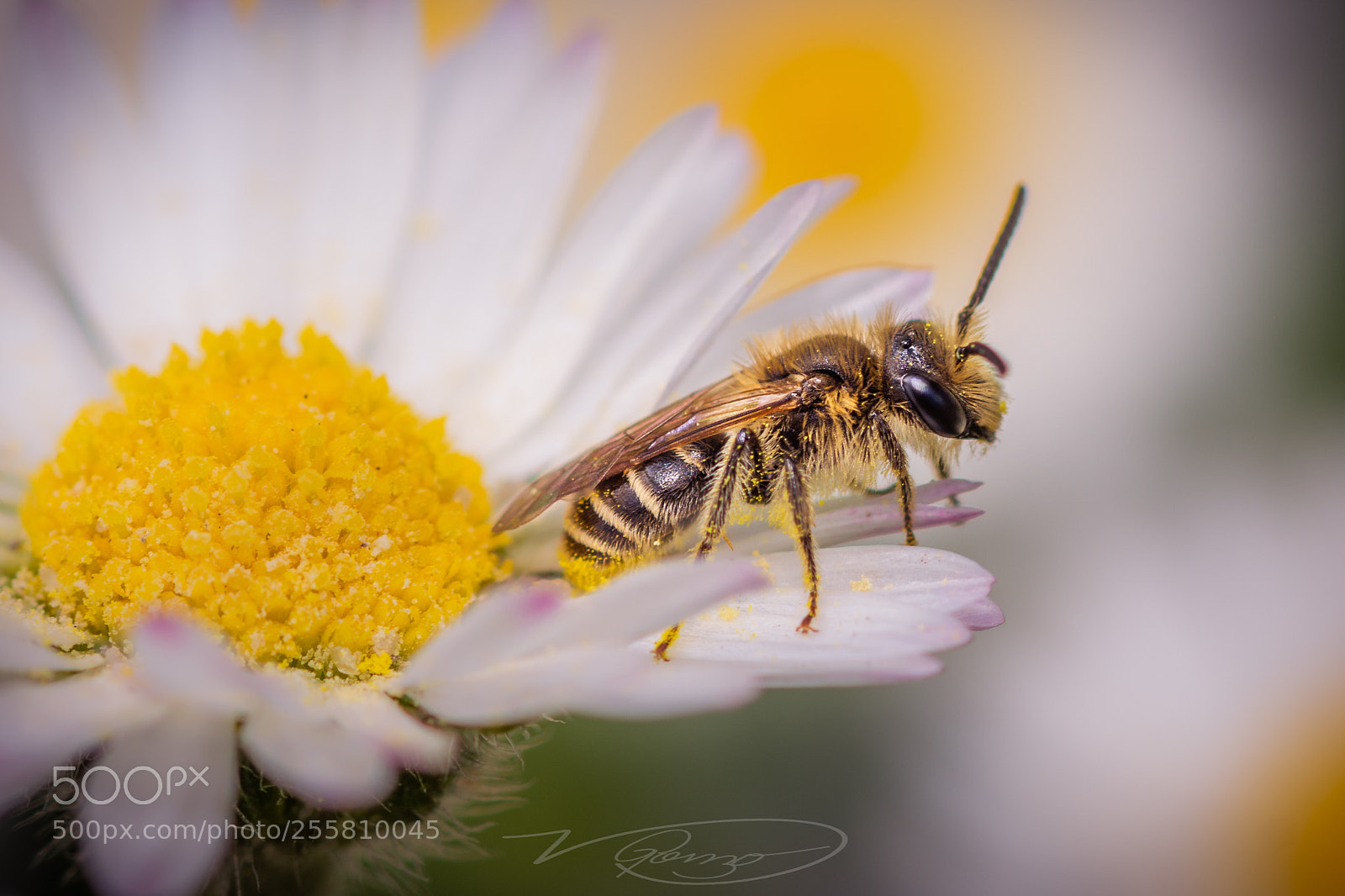 Nikon D7100 sample photo. The underappreciated pollinator. photography