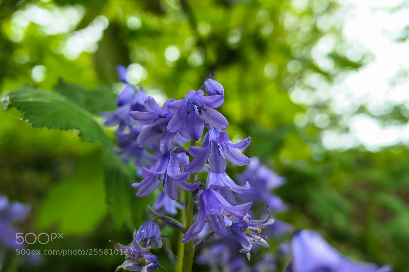 Panasonic Lumix DMC-LX10 (Lumix DMC-LX15) sample photo. Bluebells, london. photography