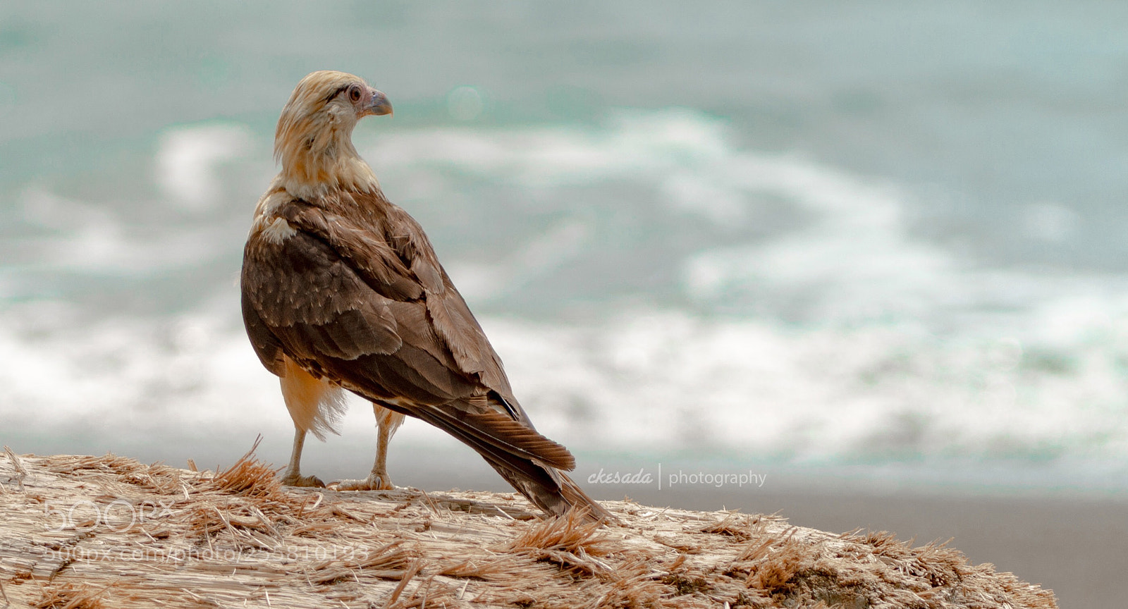 Nikon D7200 sample photo. Corcovado national park photography