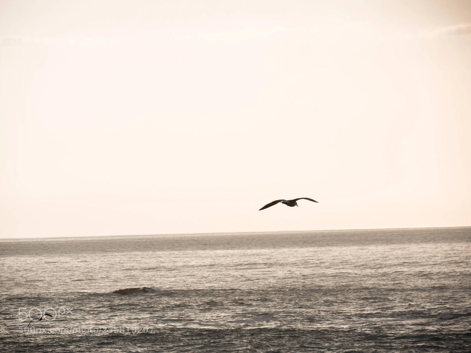 Panasonic Lumix DC-G9 sample photo. Seagull photography