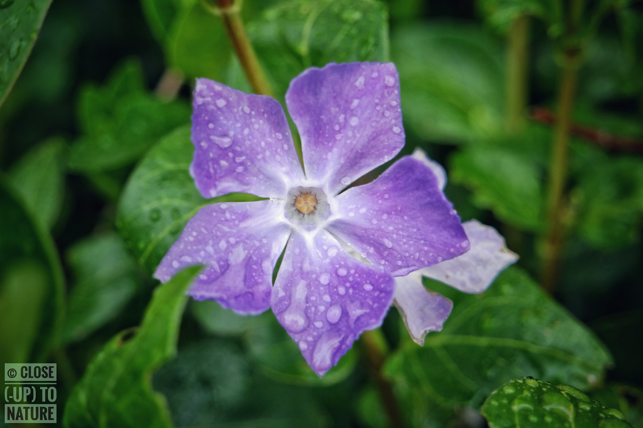 Samsung NX300M sample photo. Vinca major photography