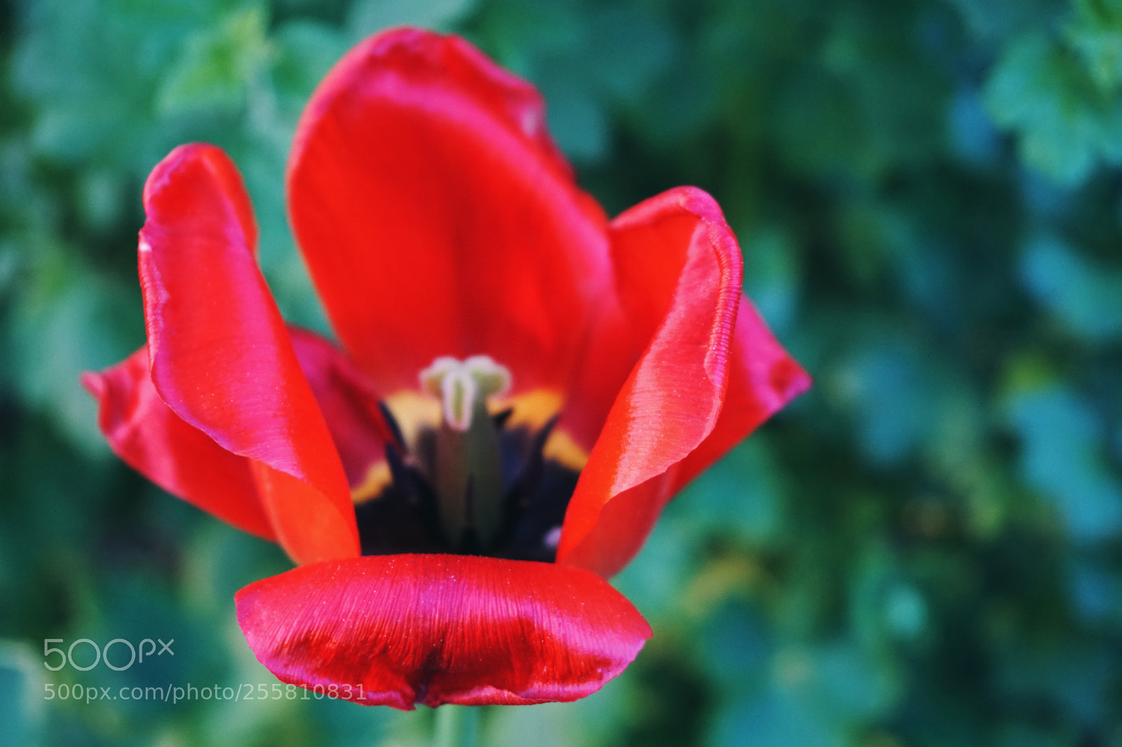 Sony a6300 sample photo. Tulip photography