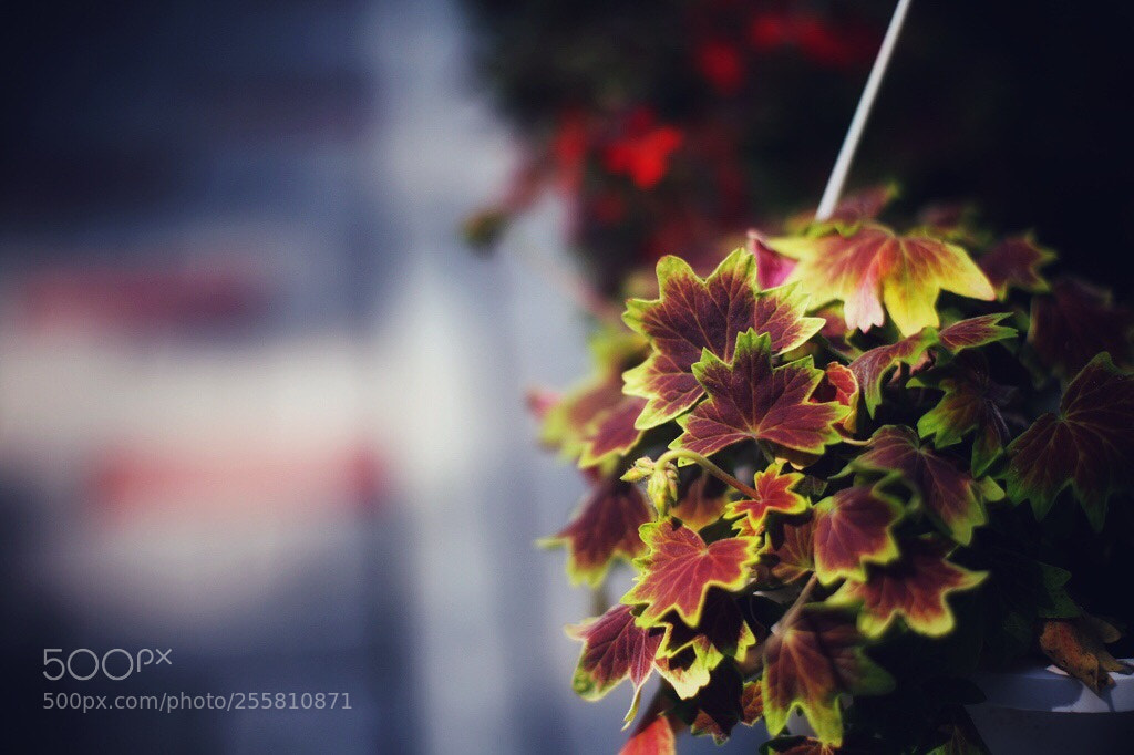 Canon EOS 5D Mark II sample photo. Untitled photography