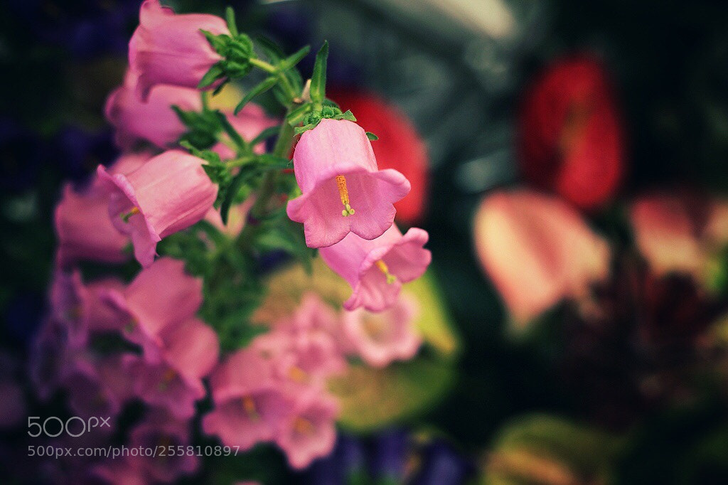 Canon EOS 5D Mark II sample photo. Untitled photography