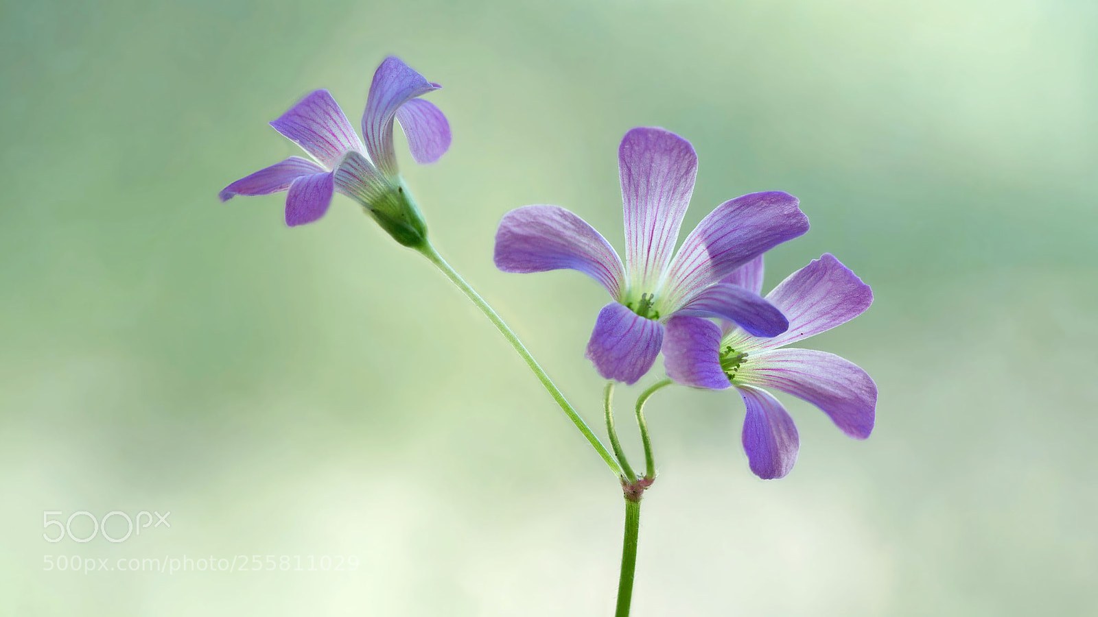 Sony a7R III sample photo. Texas wildflowers photography