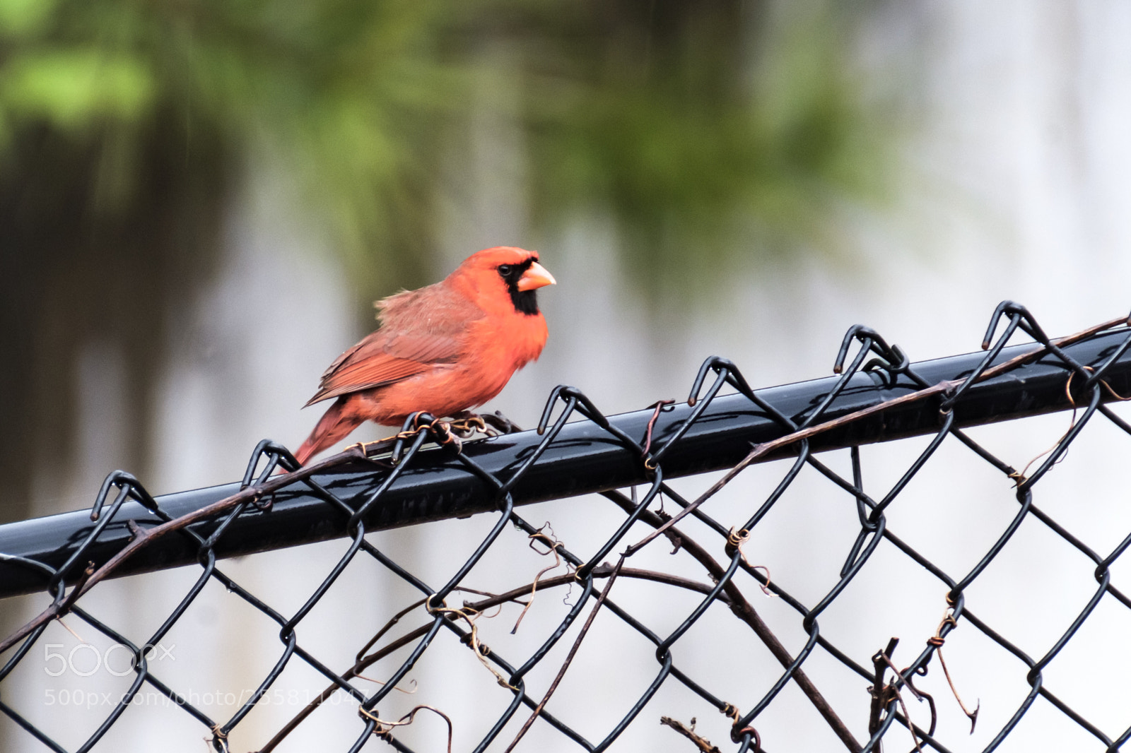 Fujifilm X-T2 sample photo. Bird on a fence photography