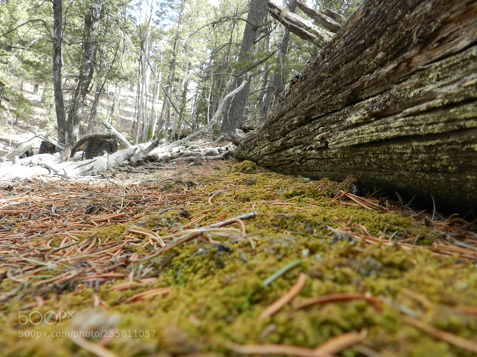 Nikon Coolpix P500 sample photo. Mossy forest photography