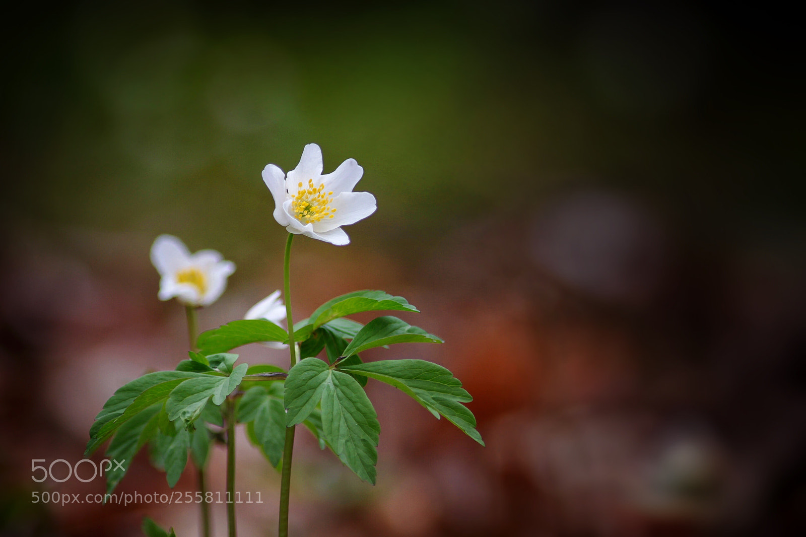 Canon EOS 50D sample photo. Springtime photography