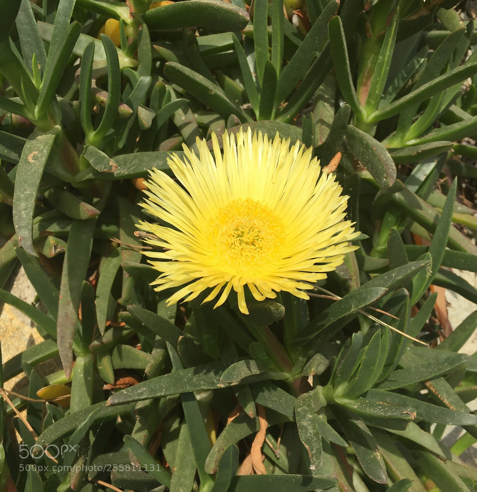 Apple iPhone 6 sample photo. Untitled photography