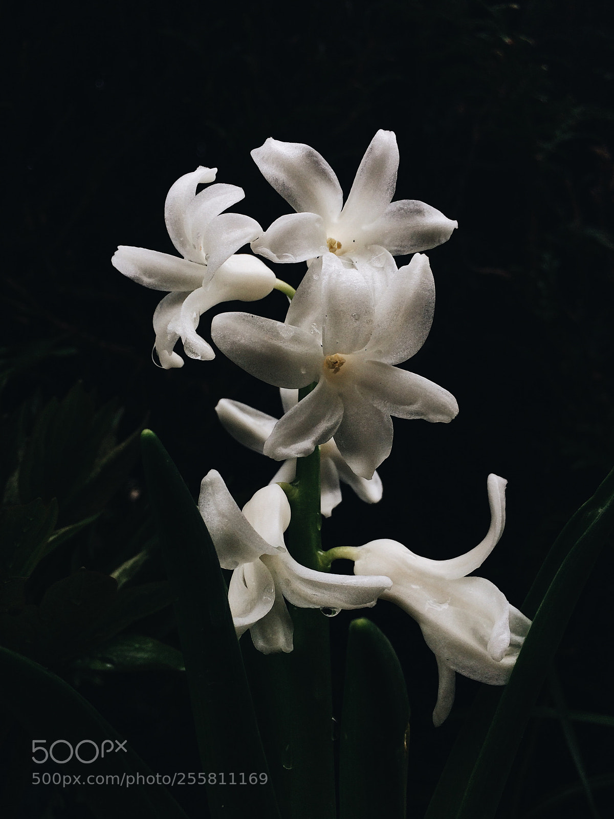 Apple iPhone 5s sample photo. Floral contrast photography