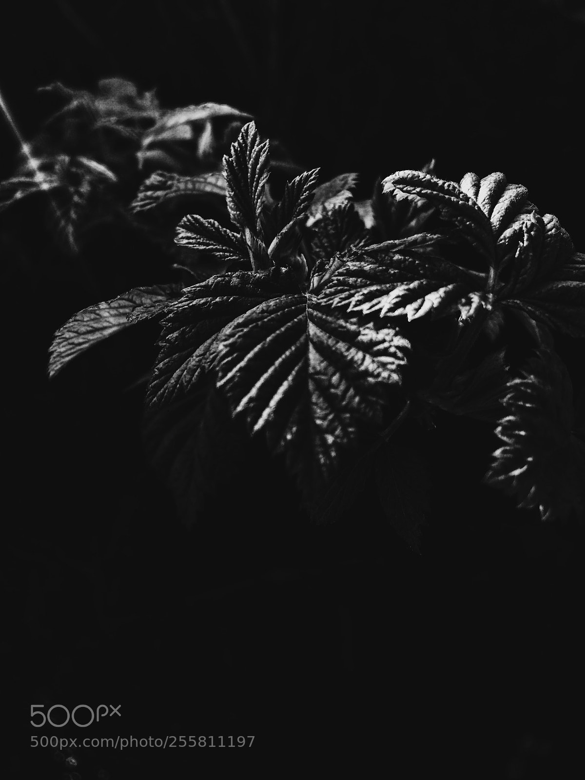 Apple iPhone 5s sample photo. Floral contrast photography