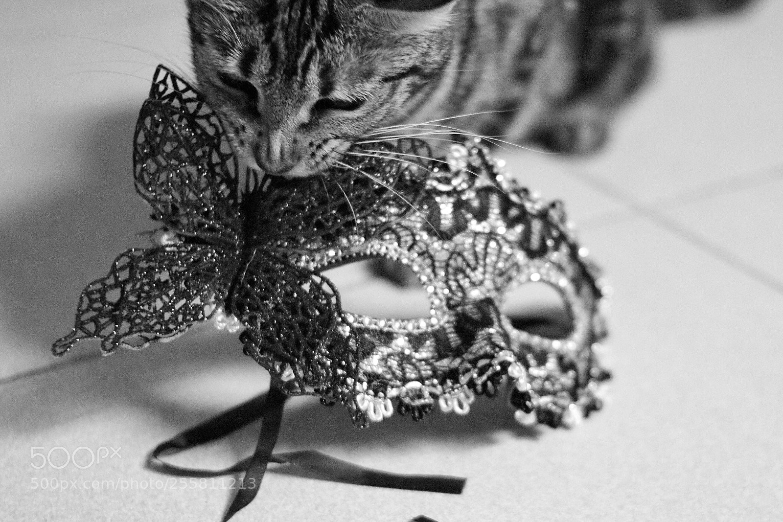 Canon EOS 750D (EOS Rebel T6i / EOS Kiss X8i) sample photo. Untitled photography
