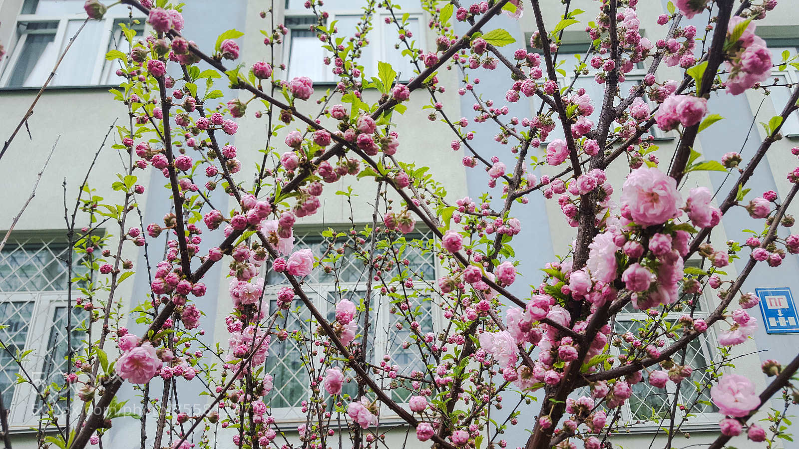Samsung GALAXY S6 edge sample photo. In bloom photography