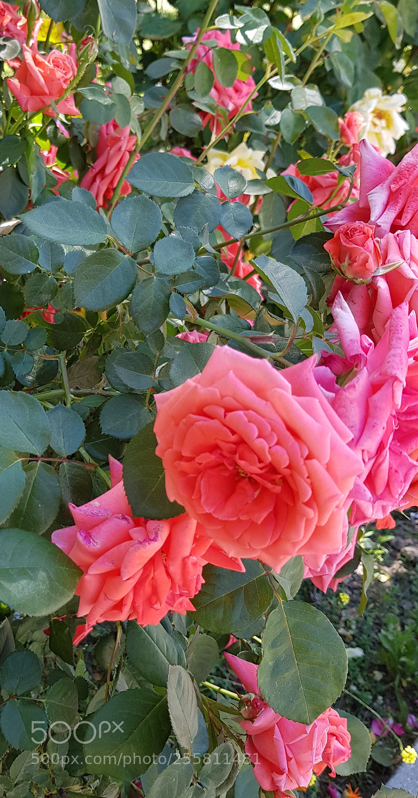 Samsung Galaxy S8 sample photo. Roses. photography