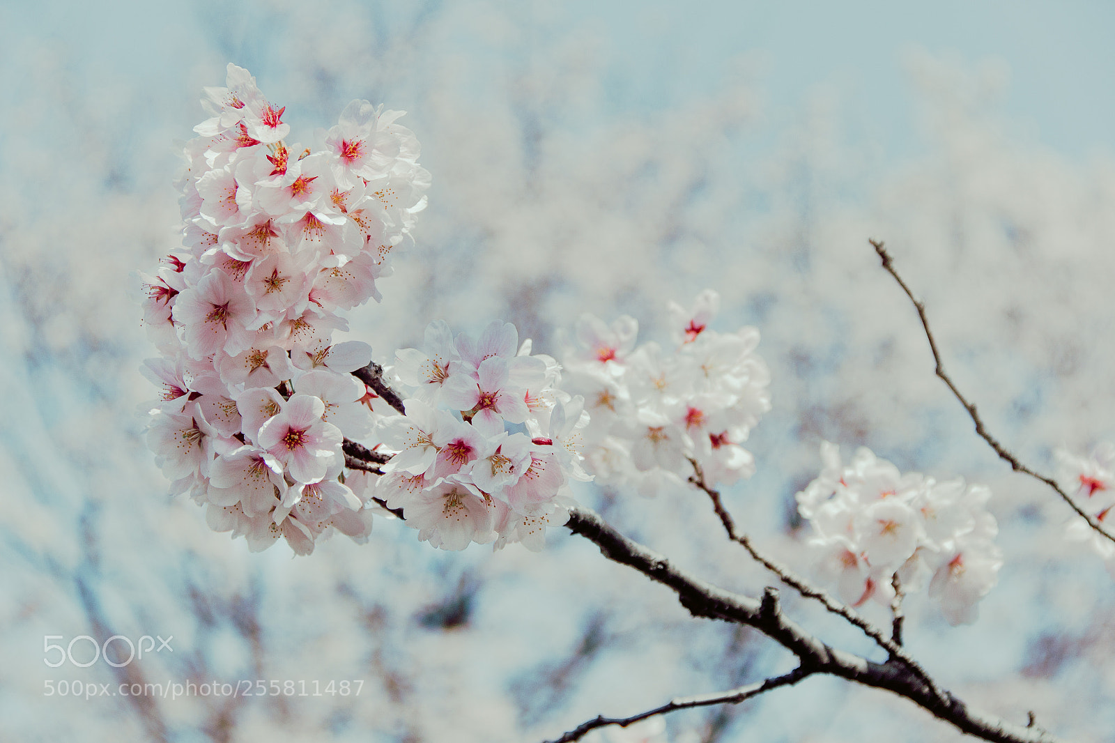 Canon EOS 60D sample photo. Untitled photography