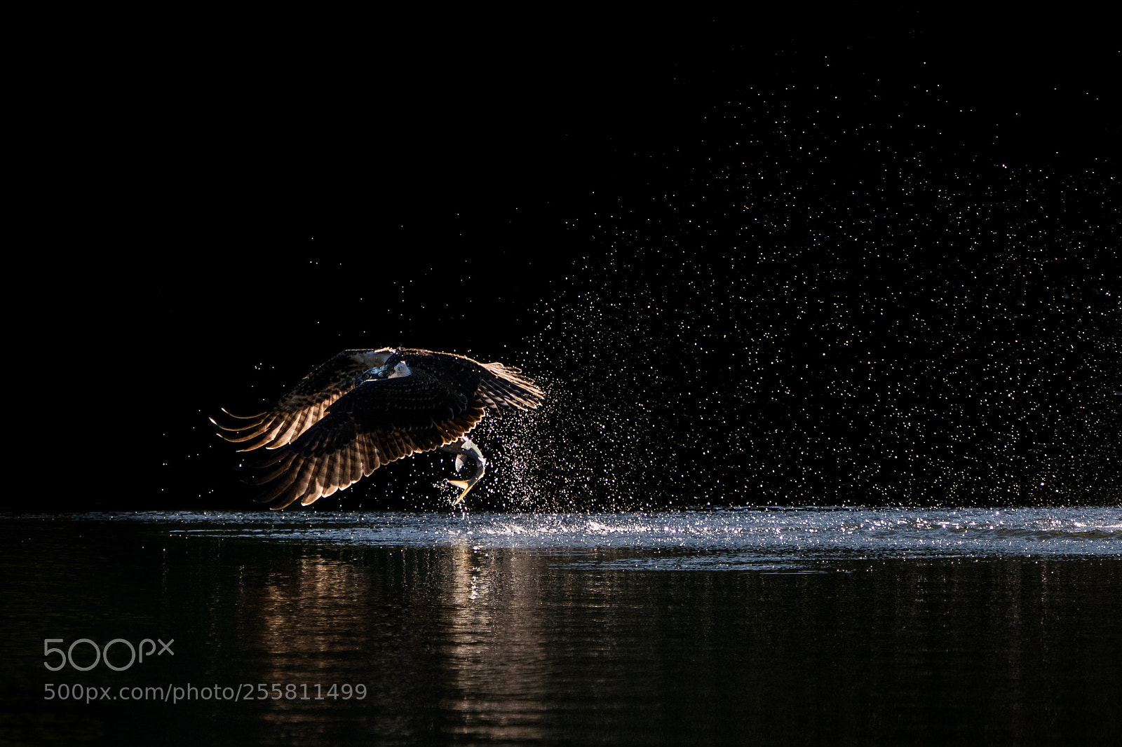 Sony a9 sample photo. Osprey takeoff xi photography