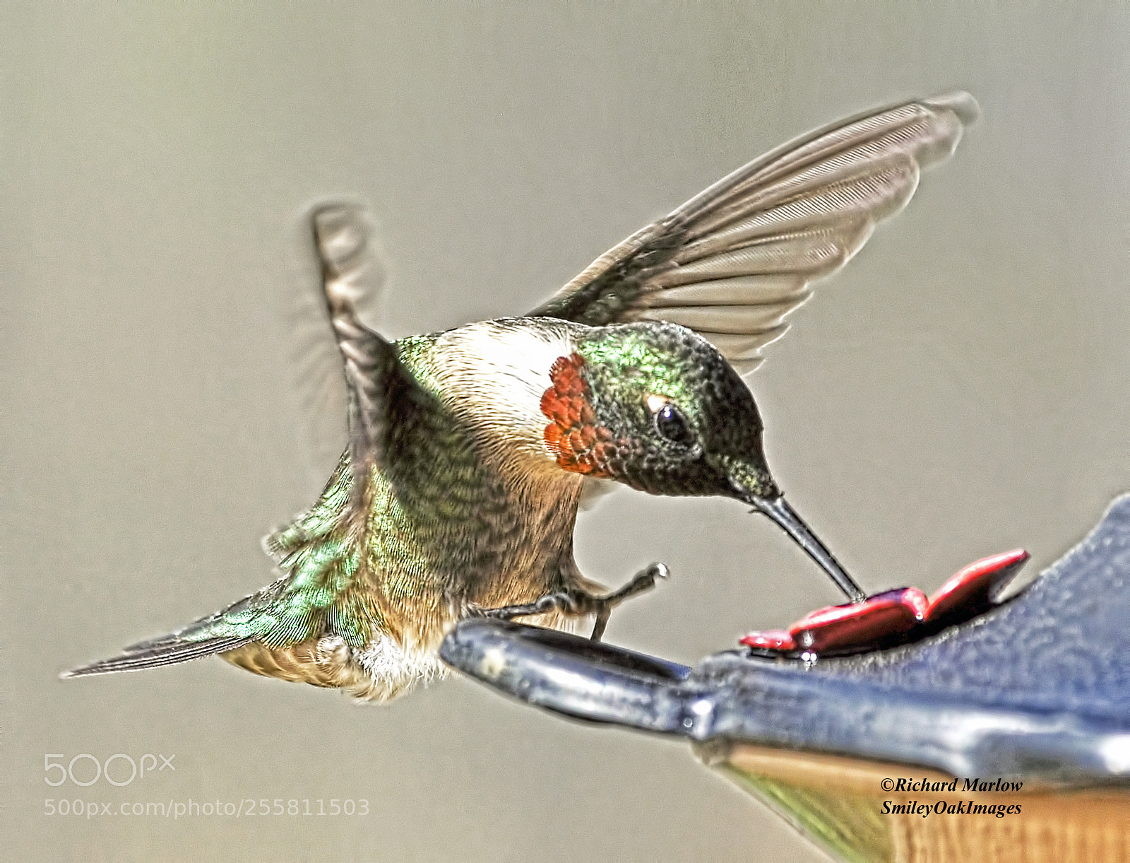 Nikon D5000 sample photo. Hummingbird photography