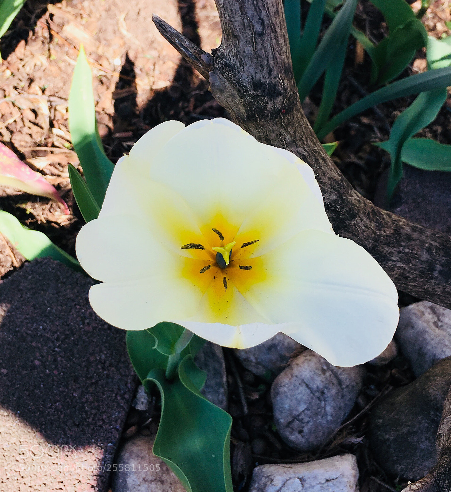 Apple iPhone 6s Plus sample photo. Tulip heart 018 photography