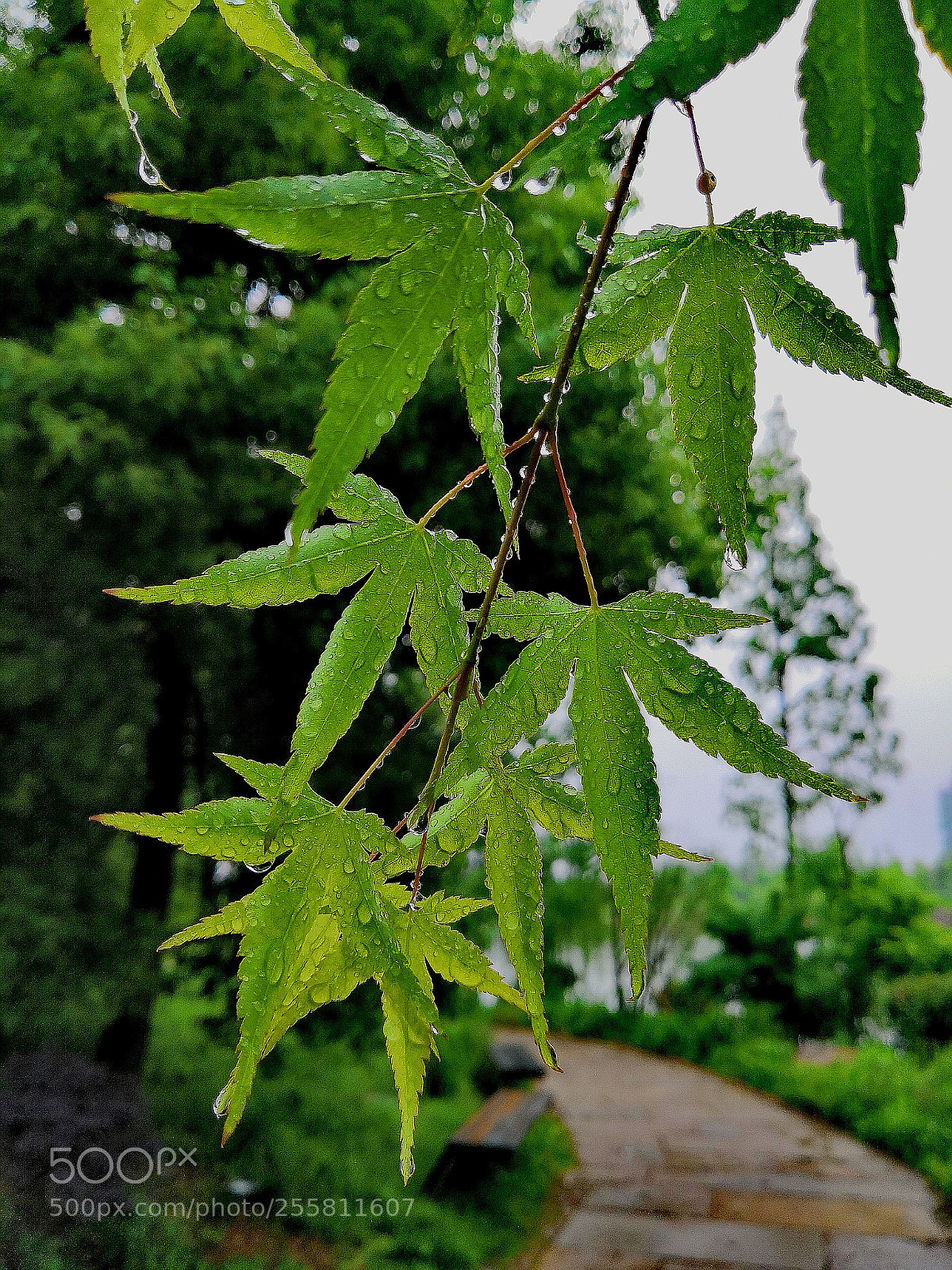 HUAWEI Honor 10 sample photo. Maple leaves after rain photography