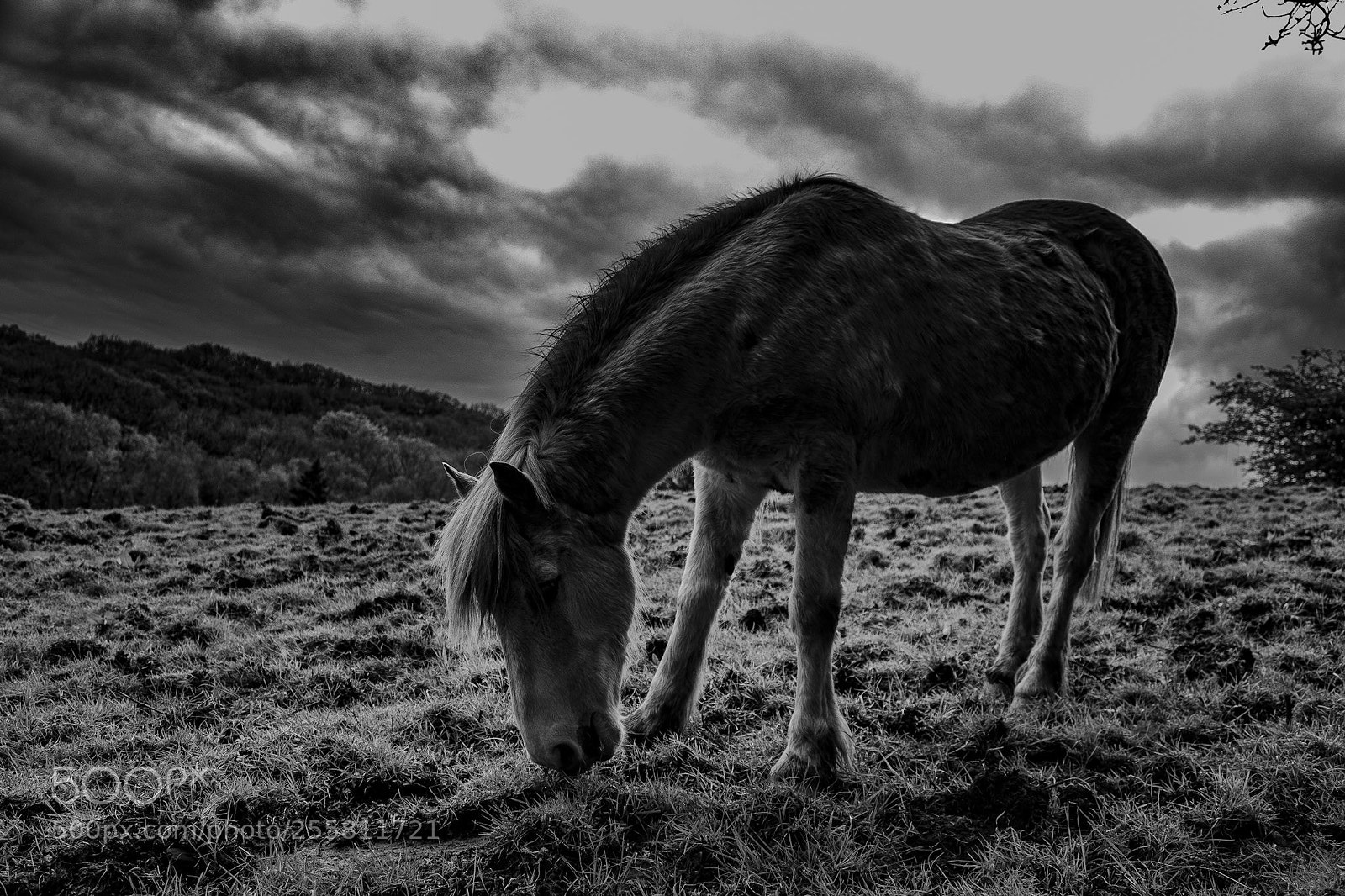 Canon EOS 1300D (EOS Rebel T6 / EOS Kiss X80) sample photo. Grey horse grey sky photography
