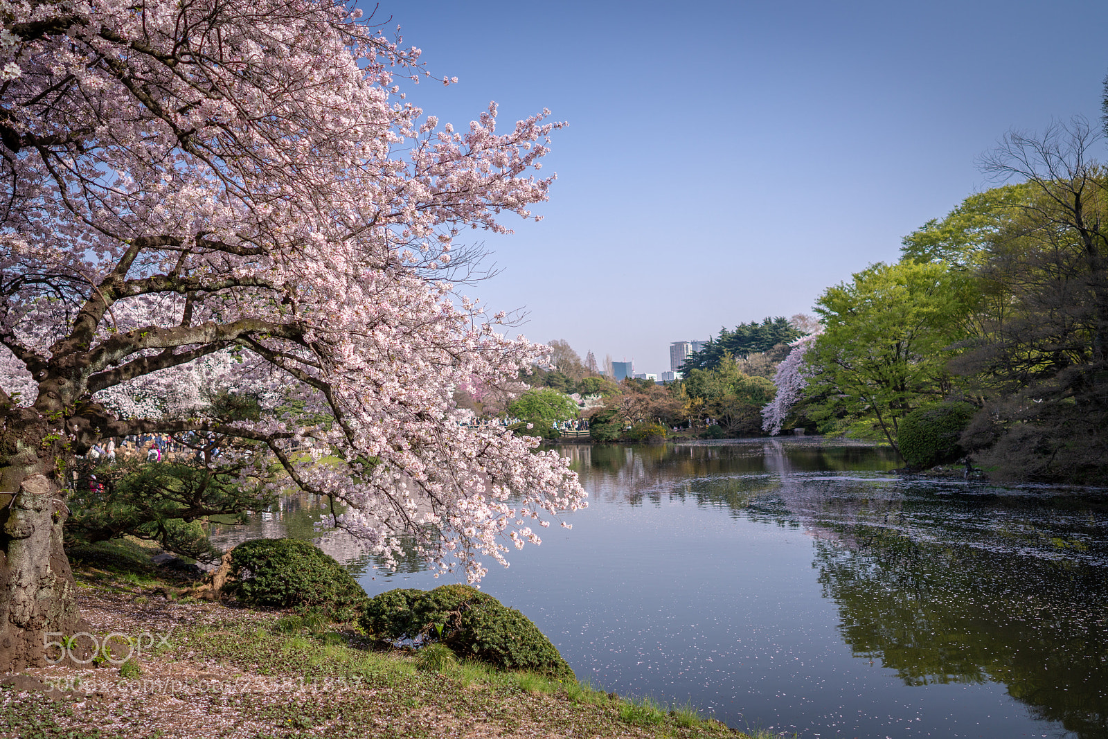 Sony a7R III sample photo. Cherry blossoms photography