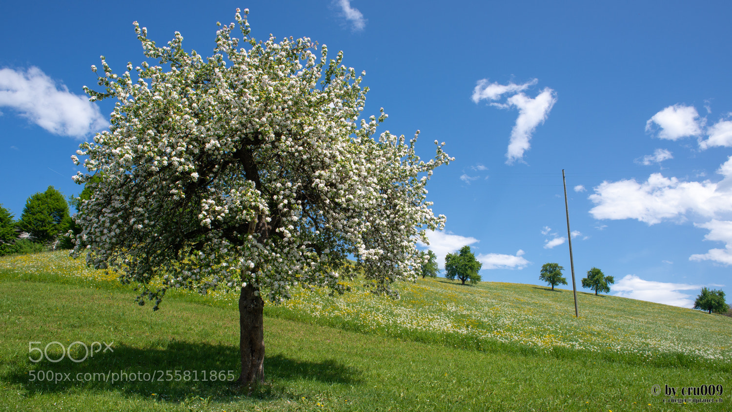 Nikon D610 sample photo. Horw - pure spring photography