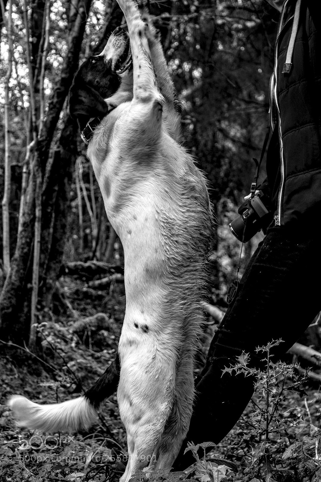 Canon EOS 1300D (EOS Rebel T6 / EOS Kiss X80) sample photo. Yoga dog photography