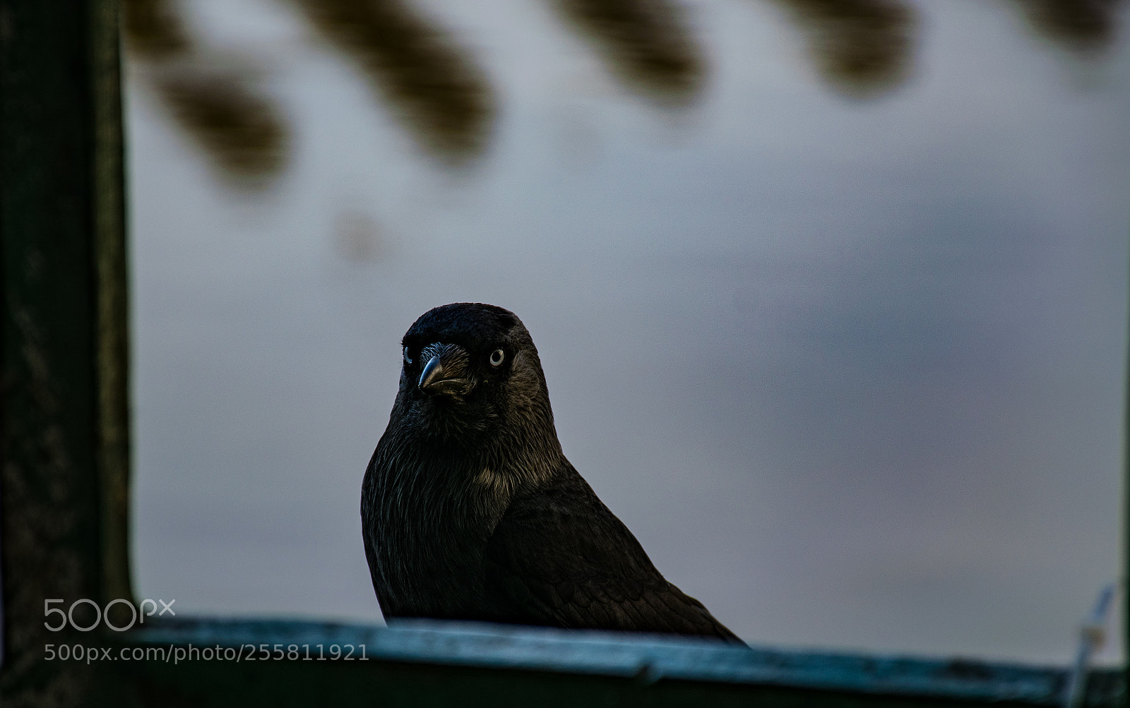 Nikon D5300 sample photo. Little crow photography