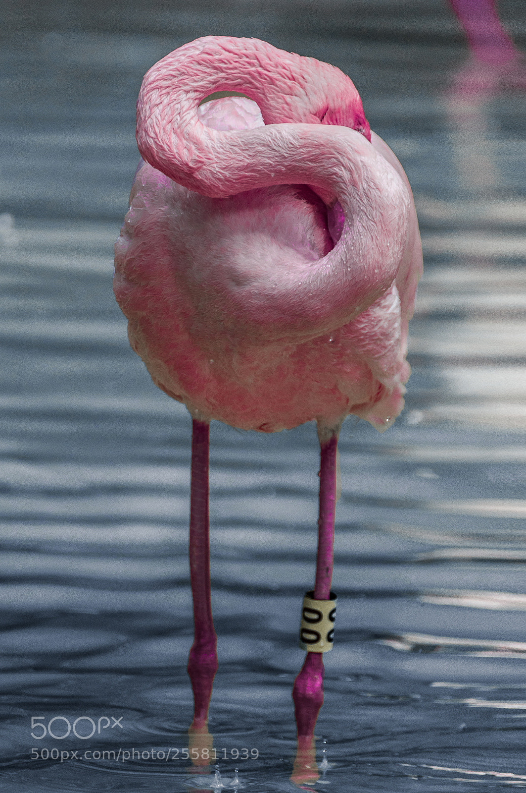 Nikon D90 sample photo. S as in shy photography
