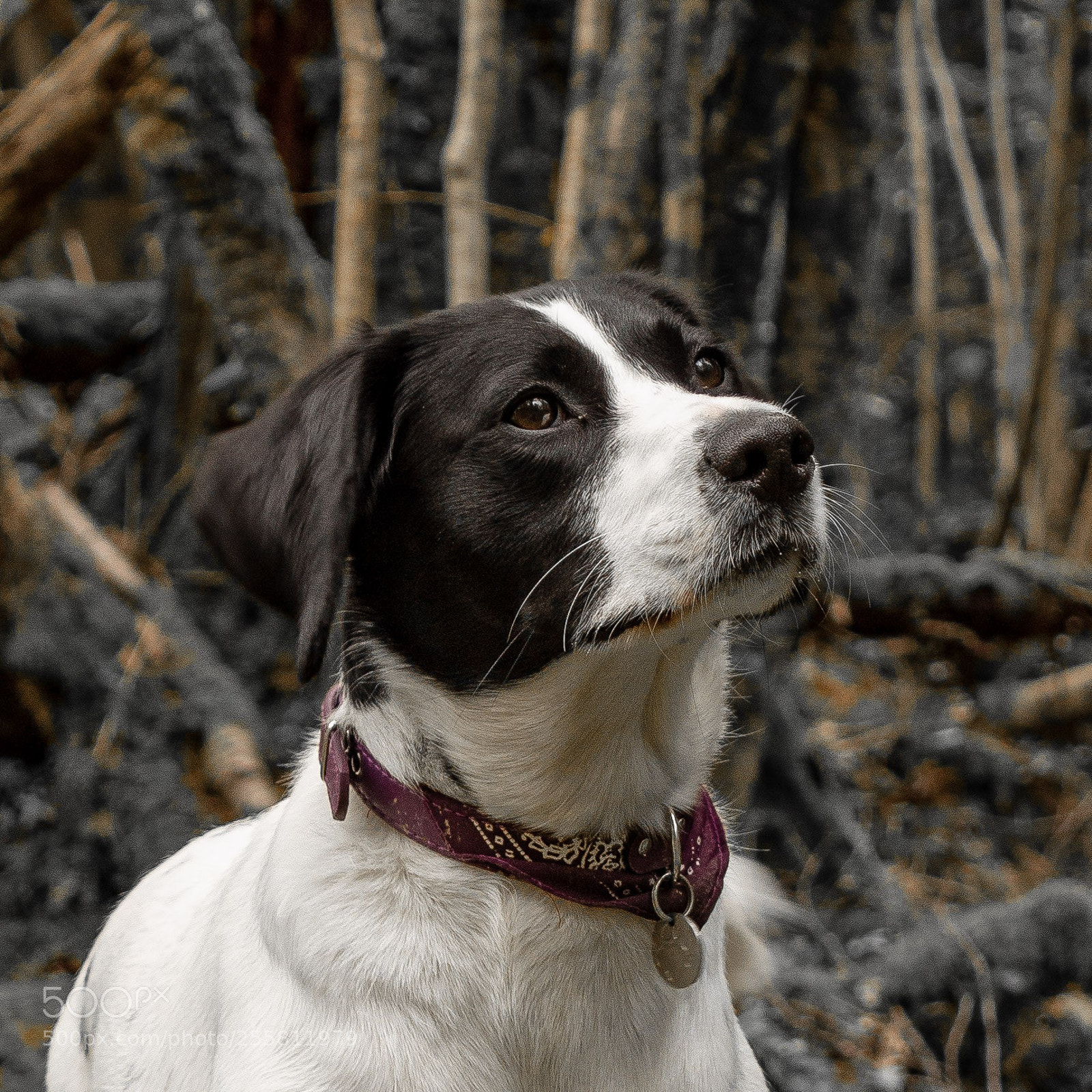 Canon EOS 1300D (EOS Rebel T6 / EOS Kiss X80) sample photo. Picture perfect pooch photography