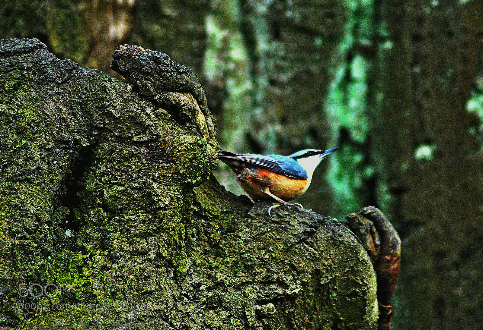 Nikon D3000 sample photo. On  the  lookout photography