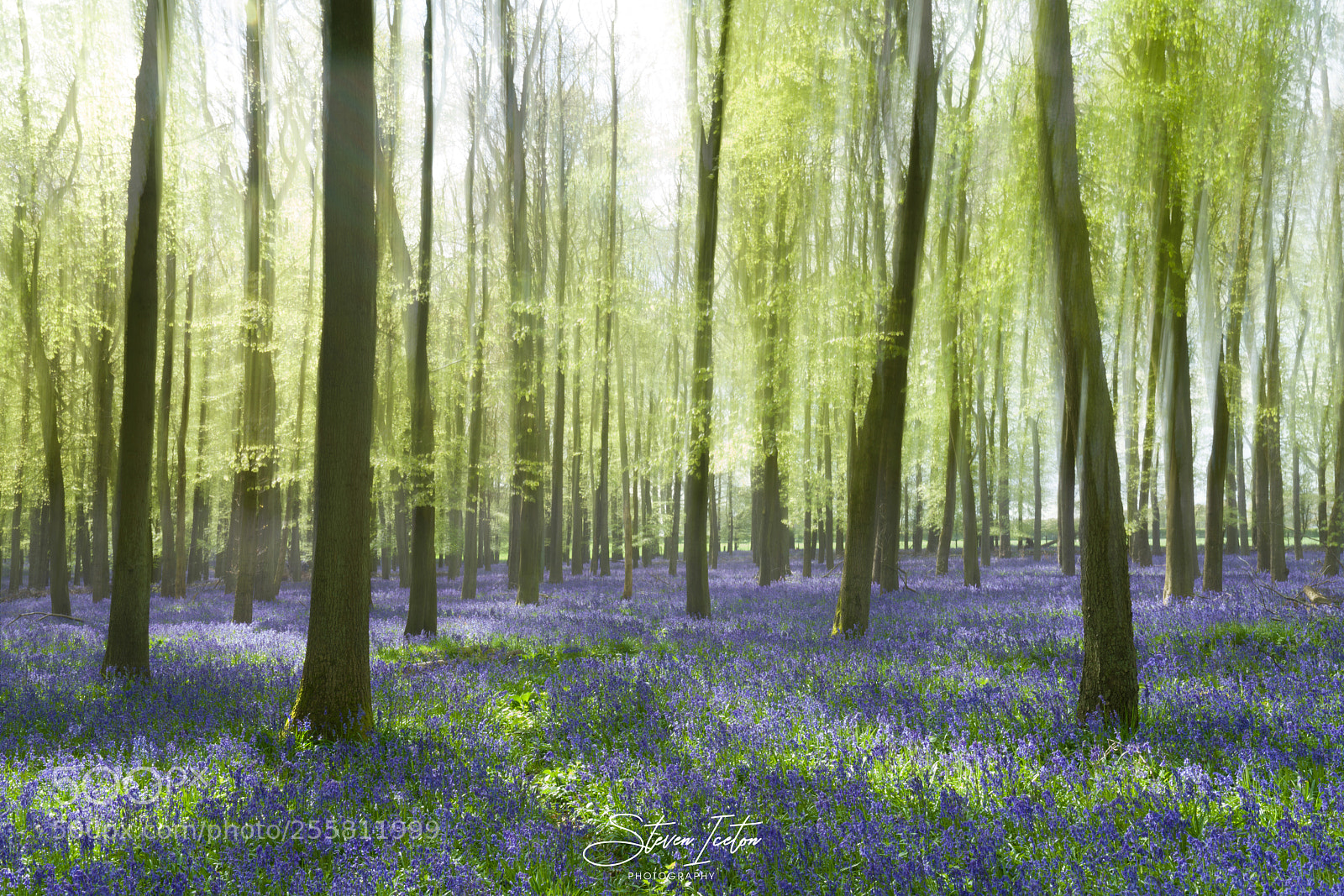 Sony a7R III sample photo. Spring bluebells photography