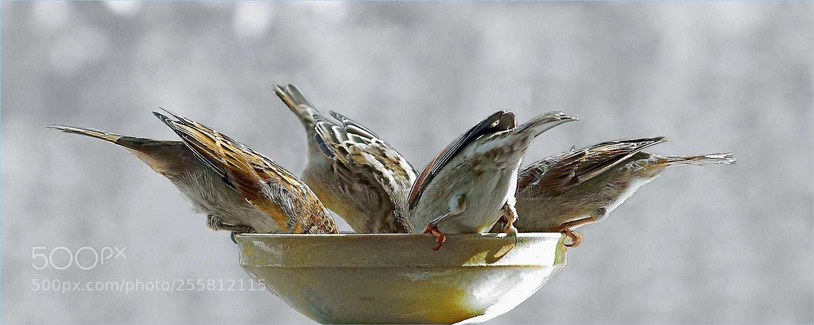 Sony ILCA-77M2 sample photo. Four together in one photography