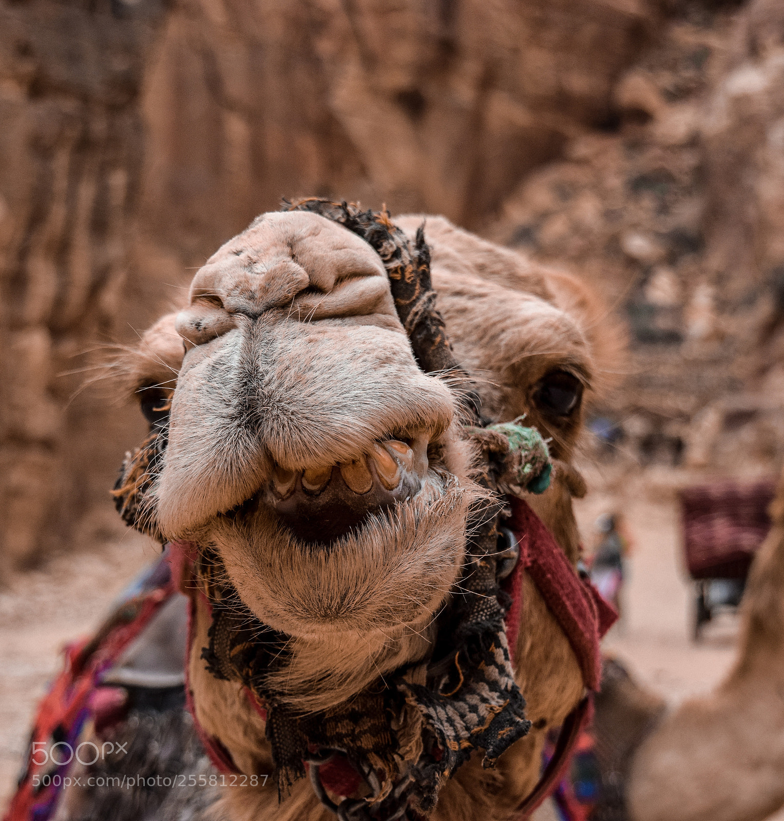 Nikon D3300 sample photo. Camel photography