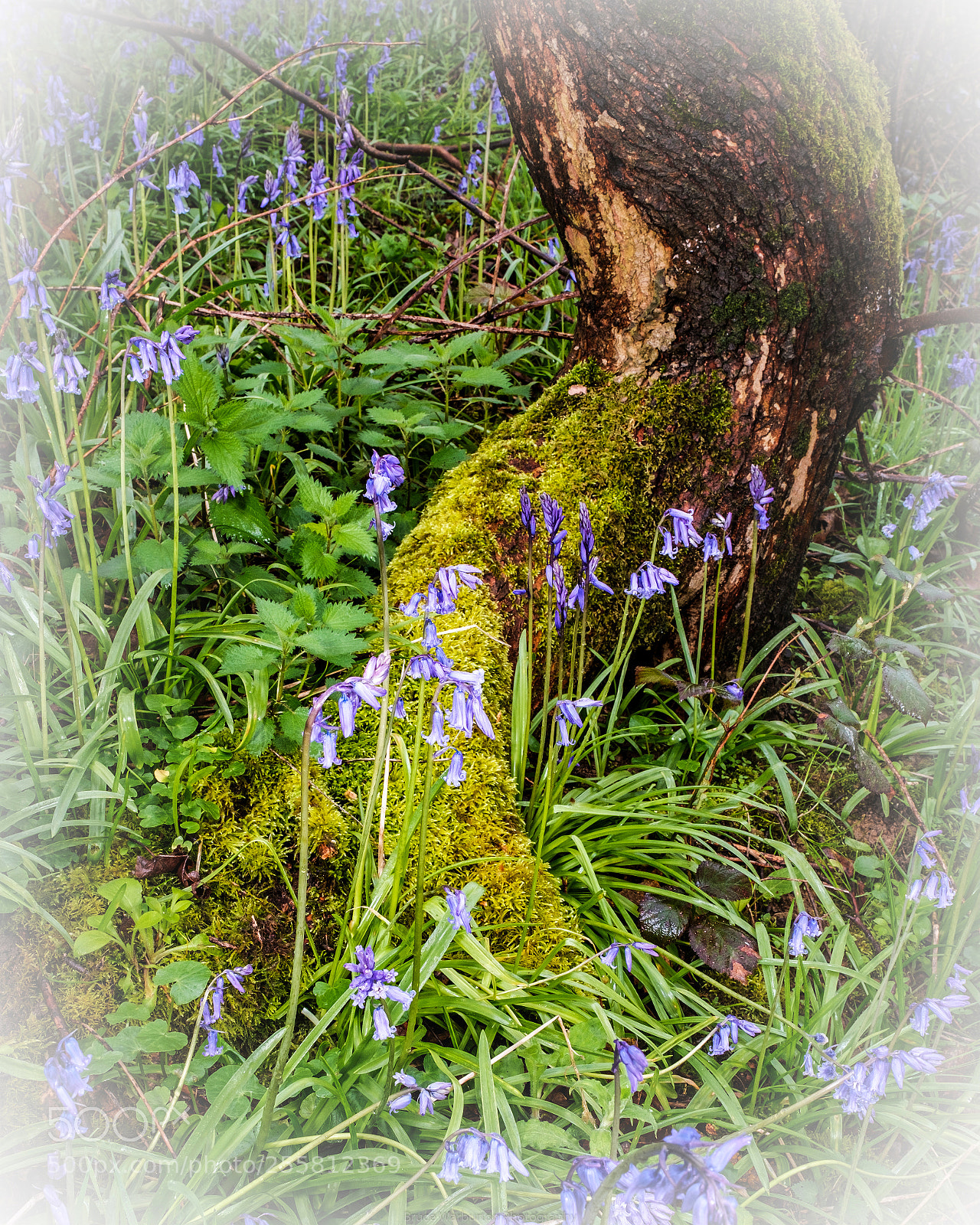Fujifilm X-T2 sample photo. Bluebells in the bluebell photography