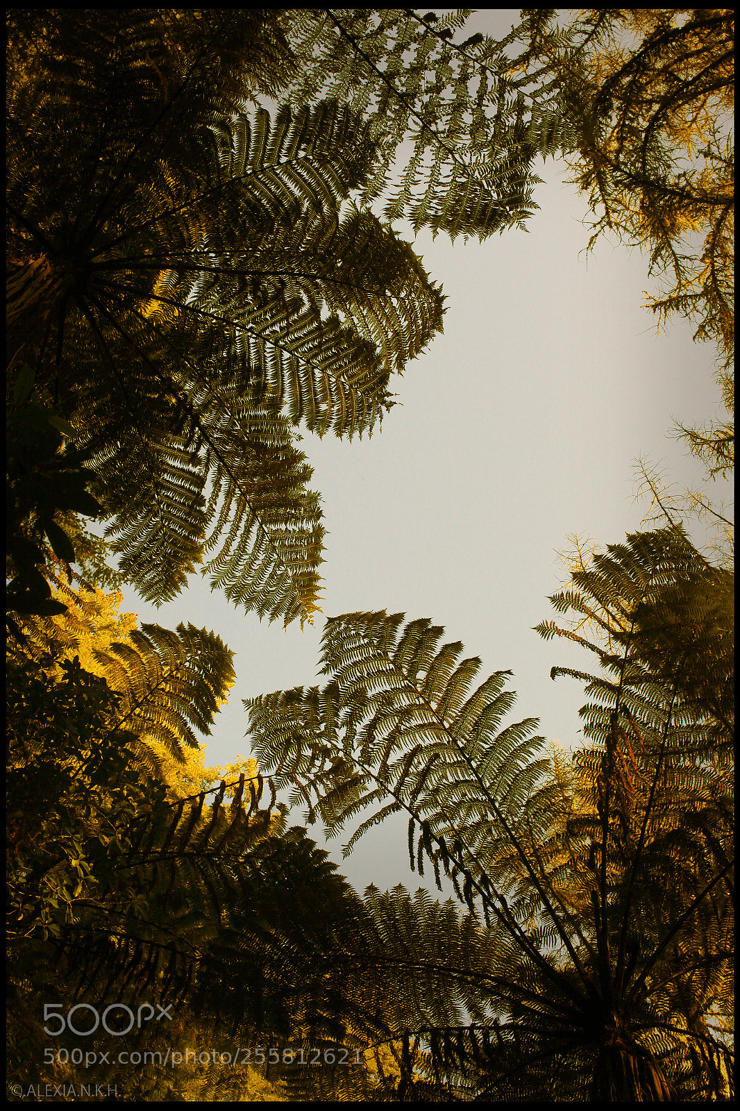 Canon EOS 5D Mark II sample photo. When mamaku merge into photography