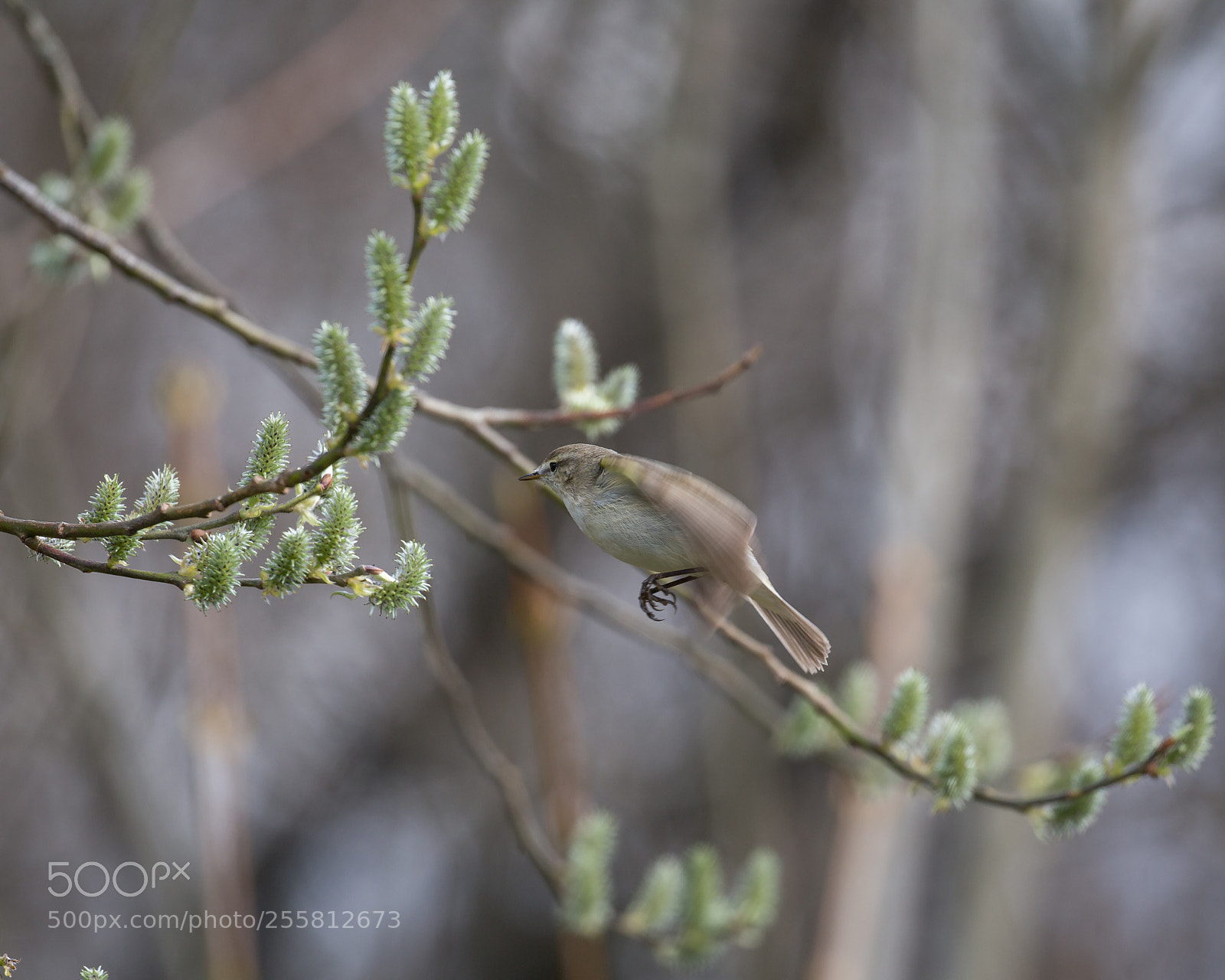Canon EOS 6D sample photo. Common chiffchaff photography