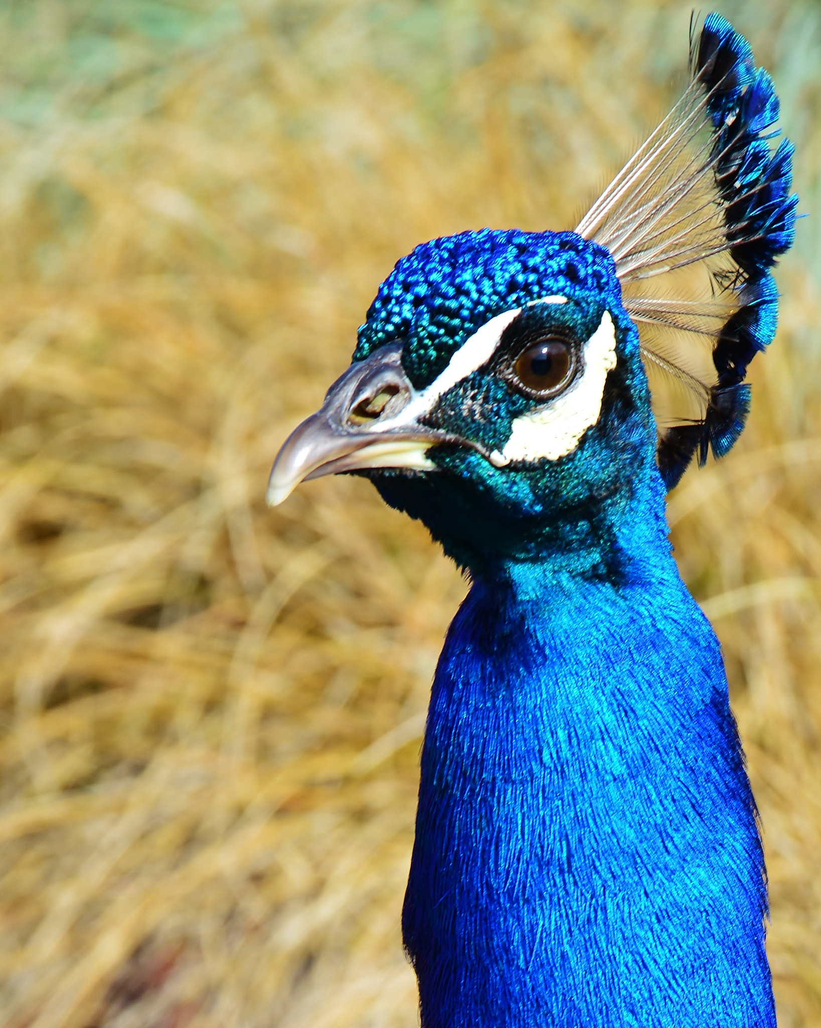Nikon D800 sample photo. Blue velvet photography