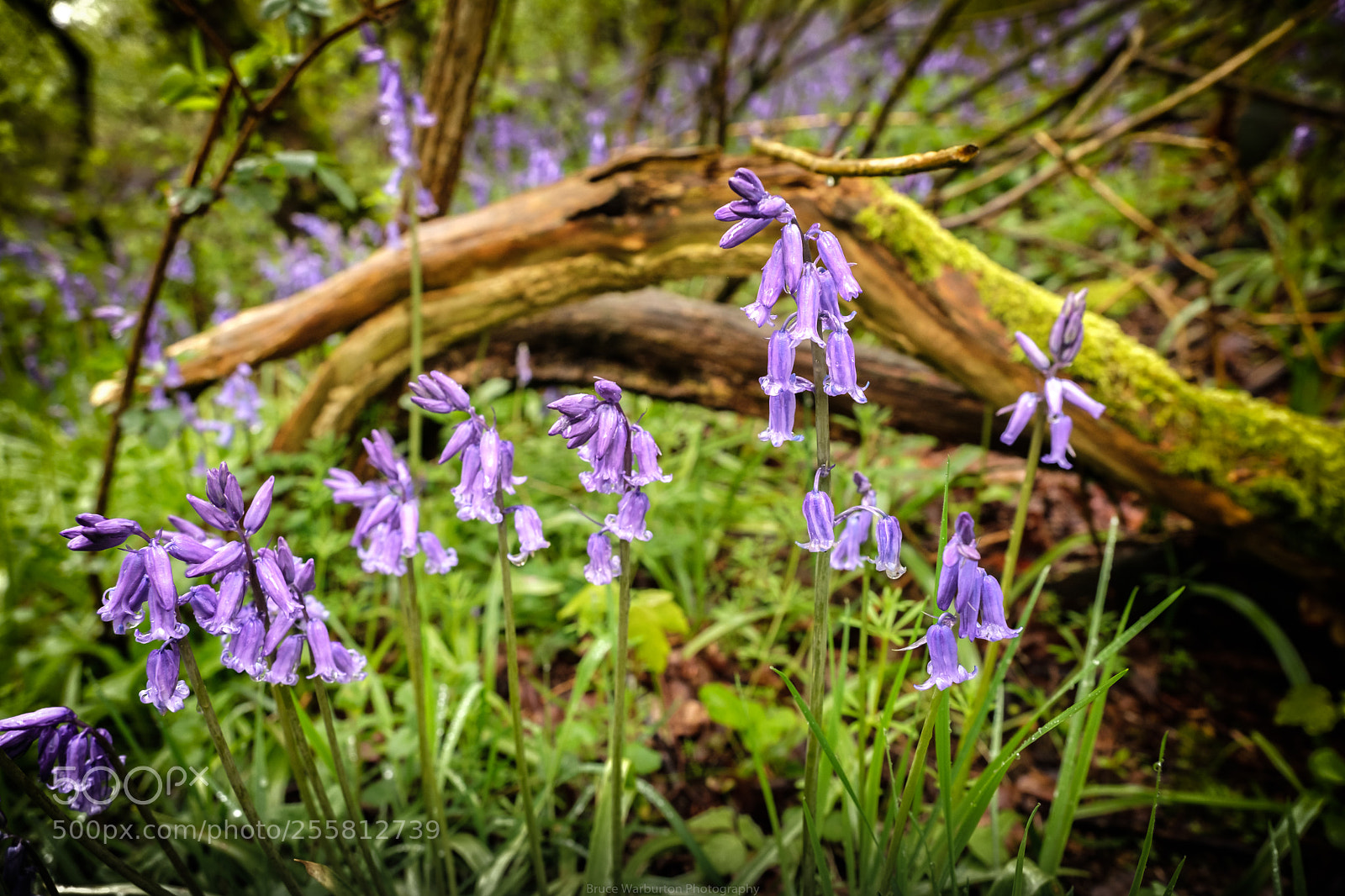 Fujifilm X-T2 sample photo. Bluebells photography