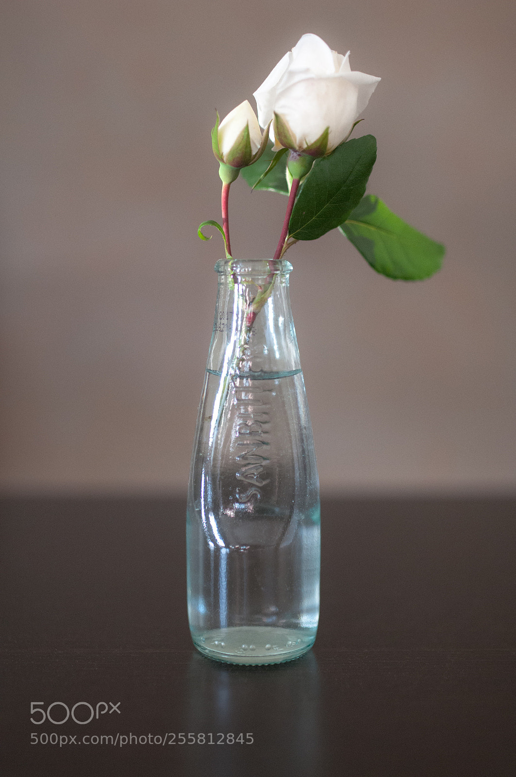 Nikon D300S sample photo. Rose bitter photography