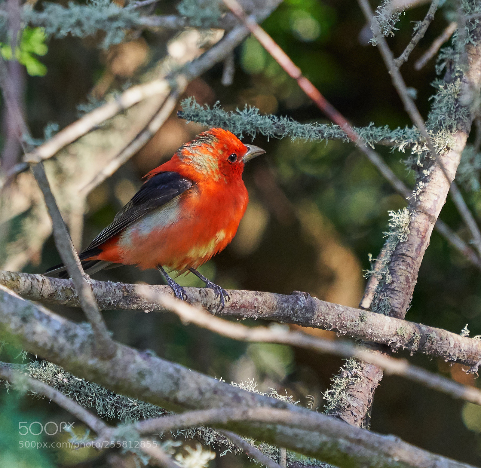 Sony a7R III sample photo. Scarlet tanager photography
