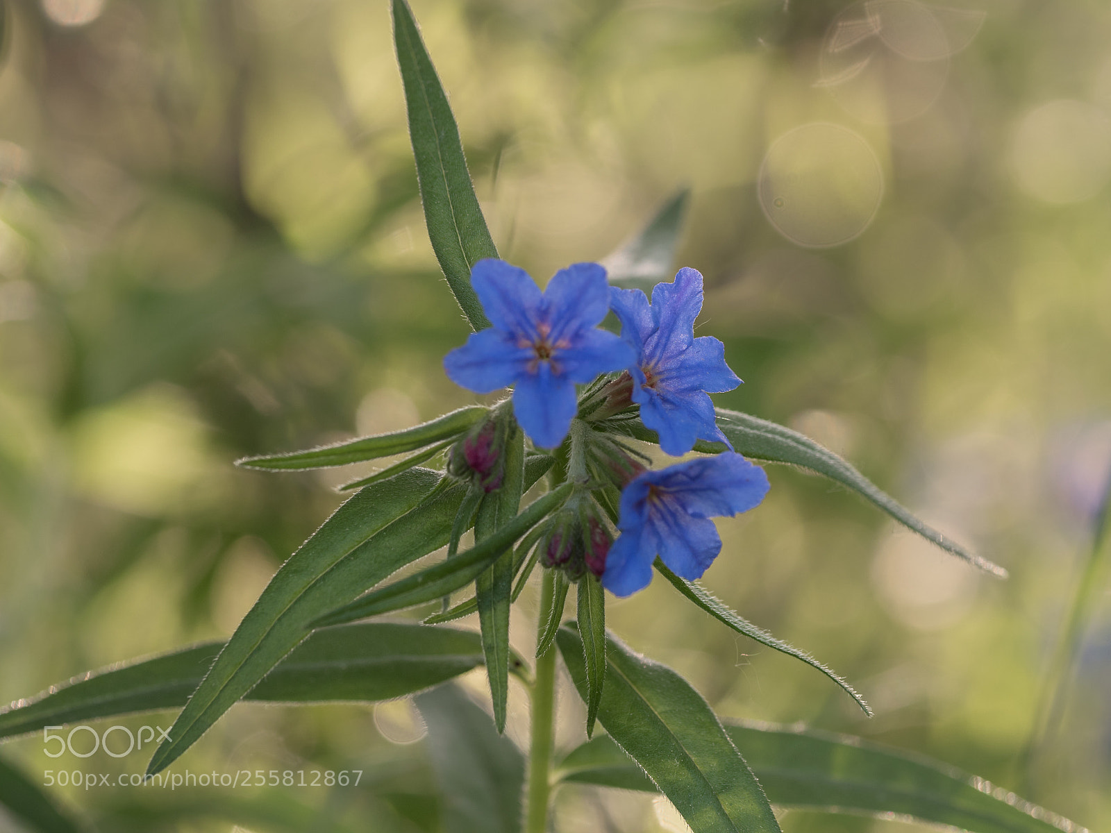 Olympus OM-D E-M5 II sample photo. Blue star photography