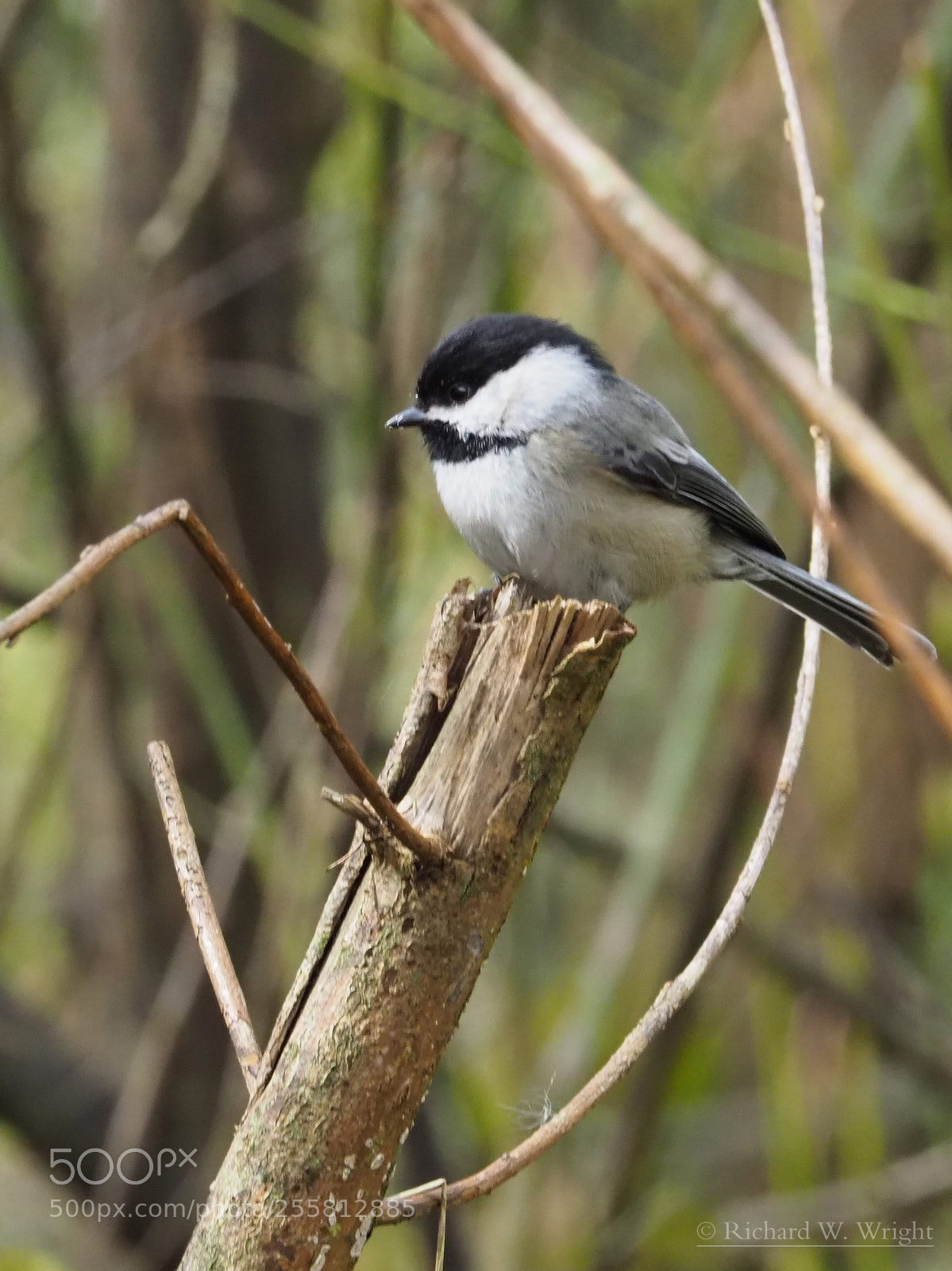 Olympus OM-D E-M1 Mark II sample photo. Spring chickadee photography